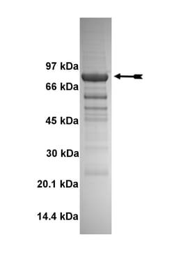 Eurofins DiscoverX BrSK2 Protein, Active 10 &mu;g | Buy Online | Eurofins DiscoverX | Fisher Scientific